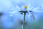 Spider underneath a Moon Daisy Flowerhead.