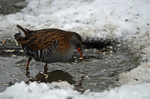 Water Rail