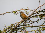 Dunnock