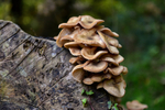 Fungus_ACP_8527