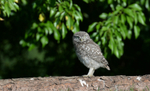 Little Owl