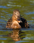 Mallard