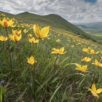 Wild Tulips (Tulipa sylvestris subsp autralis.  also T. australis) 