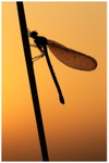 Dew Drop Demoiselle at Dawn
