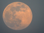 Pink Spermoon 7/4/2020 - 3