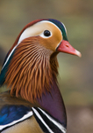 Mandarin Duck - Aix galericulata RPNP0061