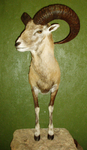 KOTZUR-RED SHEEP