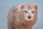 Arctic Fox ice-encrusted face close view, Hornstrandir, Iceland