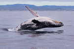 0A3A6126. Breach in Glassy Water 4