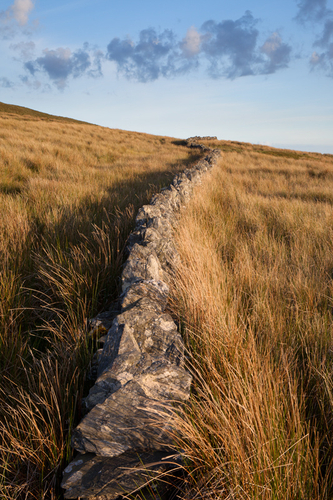 No wild snakes in the Isle of Man....just snaking stone walls.