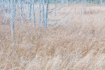 GHOSTS - BRUCE COUNTY