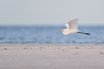 Great Egret flying along beach, Fort De Soto, Florida