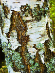 Tree - P1120141