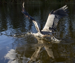 Great Blue Heron _0040