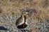 Golden Plover
