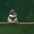 Frontal vieiw of a Belted Kingfisher (male) perched on a rope fence