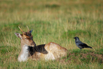 Fallow Deer .... and Jackdaw