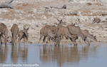 Females kudus