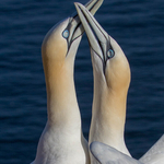 1 Gannet Bonding 1