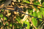Plantain Squirrel, Ubud, Bali, Indonesia