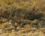 Northern Harrier hunting, Bosque del Apache, New Mexico
