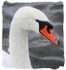 Have a look at my Cygnets
