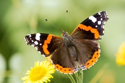 Red Admiral Walters Copse Isle of Wight