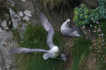 Fulmars on a cliff ledge at Neist Point