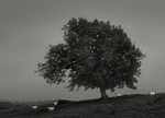 Sheep Grazing