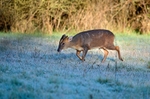 Reeves' Muntjac