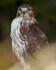 COMMON BUZZARD