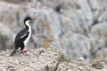 Imperial Shag on cliff ledge, Cape Bougainville, Falklands