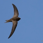 Pallid Swift (Apus pallidus)
