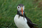 Puffin