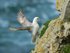 Fulmar attempting to land on a cliff ledge at Durlston