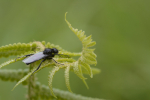 Fly on a Fern