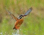 Kingfisher (female) takes off, Scotland