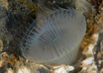 Myxicola infundibulum