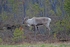 Reindeer