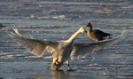 WHOOPER SWAN WINTER 2010