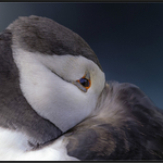 3rd PDI The Puffin Royston Packer