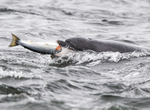 Chanory point, Bottle nose dolphins