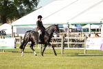 Class 115-116 - LIHS BSHA Rising Star Working Hunter & Show Horse portfolio
