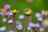 In the world  of Ladybirds