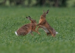 Brown Hares