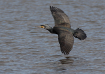 Cormorant