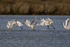 Six Spoonbills taking off from the lagoon