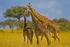 Giraffe Meeting