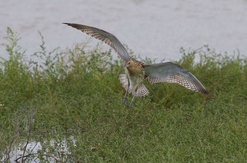 Eurasian Curlew - Dee Estuary - North Wales