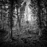 Trees 5